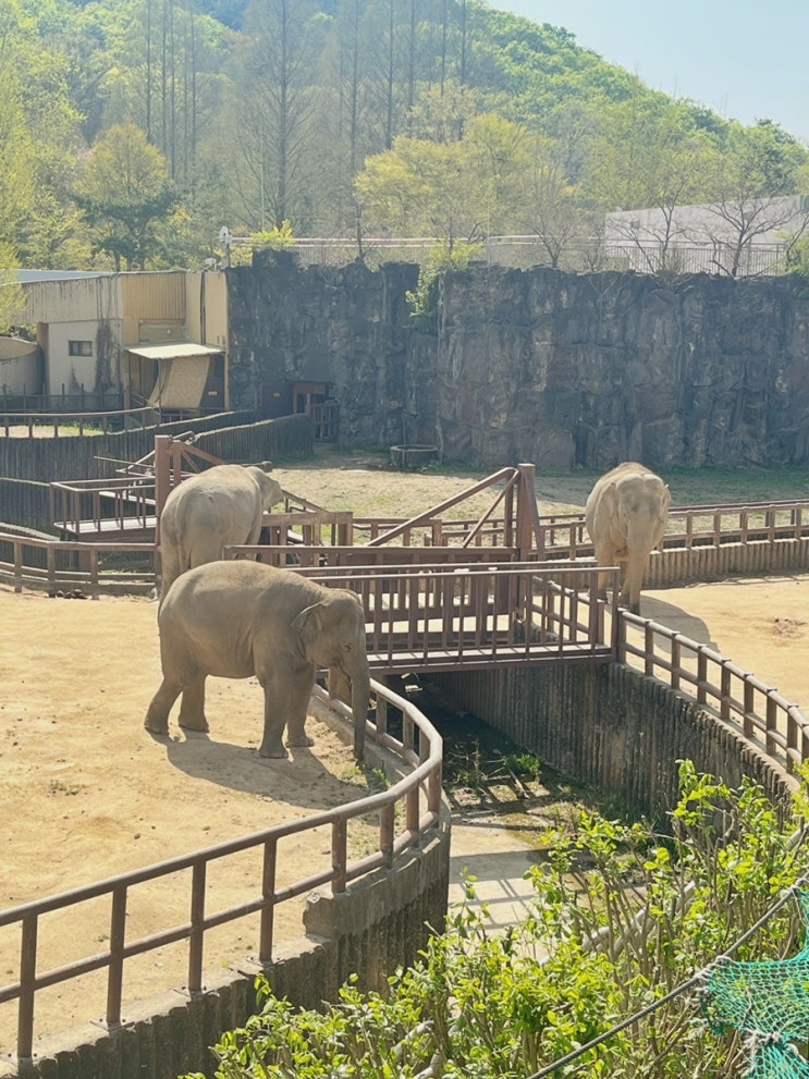 과천 서울대공원 동물원 :: 리프트 이용 추천입니다.