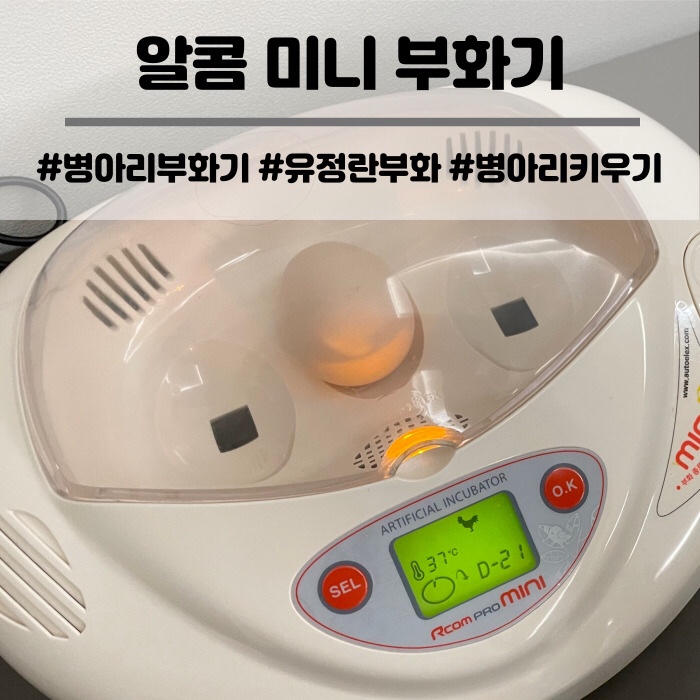  병아리 부화기 알콤 전란 온 습도 자동 조절로 집에서 유정란 부화하기