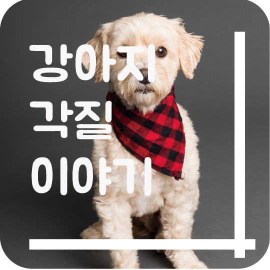  강아지 각질 이야기~