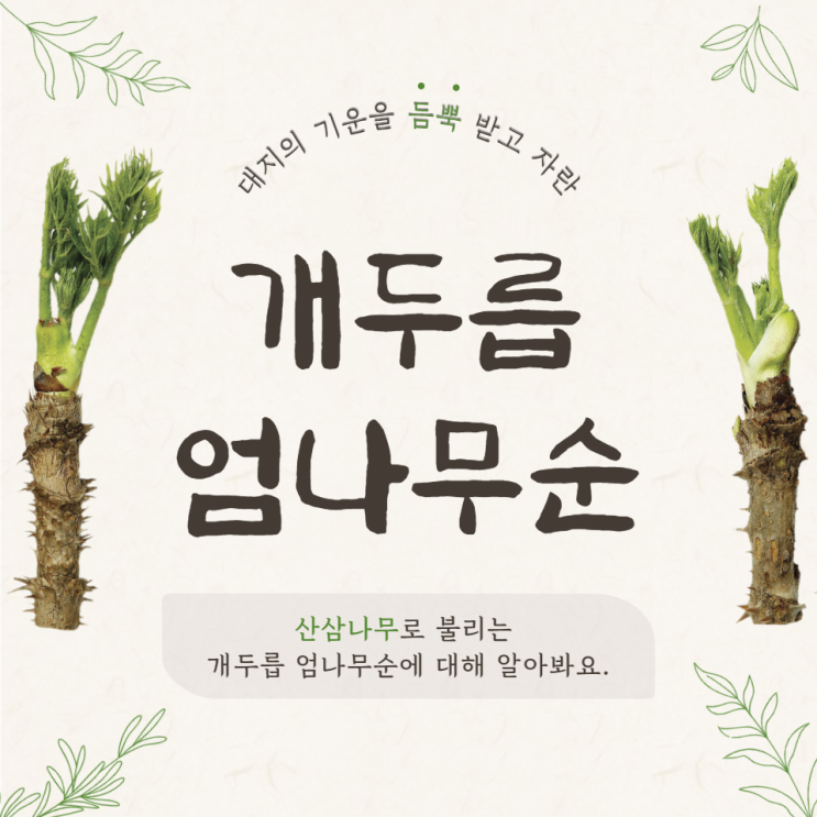 개두릅 엄나무순 산삼나무 효능 개두릅장아찌 만드는법 개두릅 엄나무순 산삼나무 효능 개두릅장아찌 만드는법