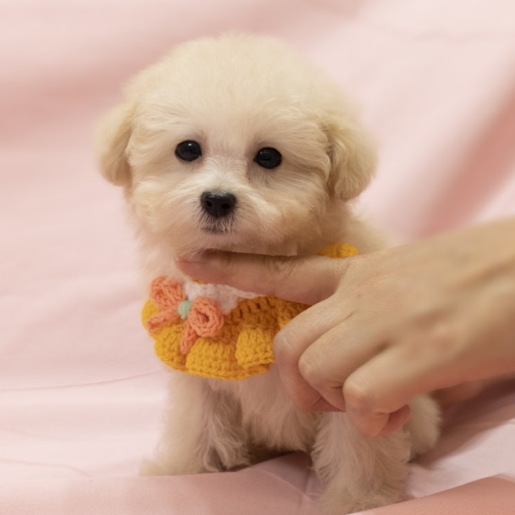  남양주 별내 크림푸들분양 푸들분양 크리미한 우리공주님