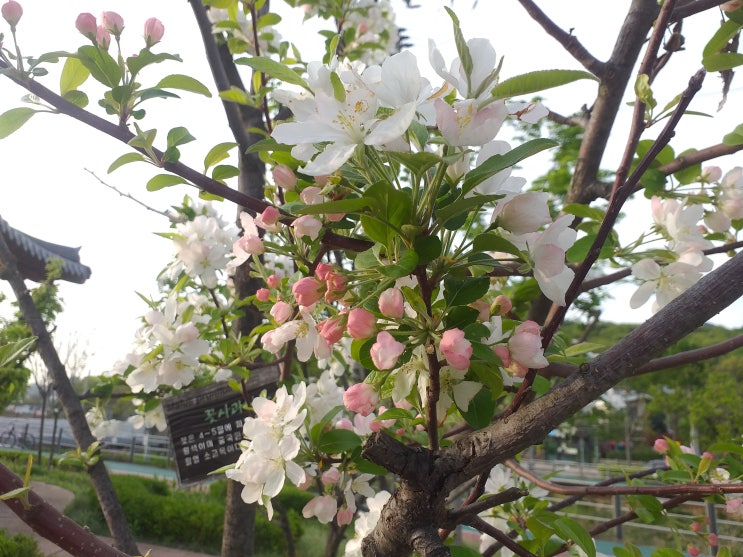 수변공원의 꽃사과나무