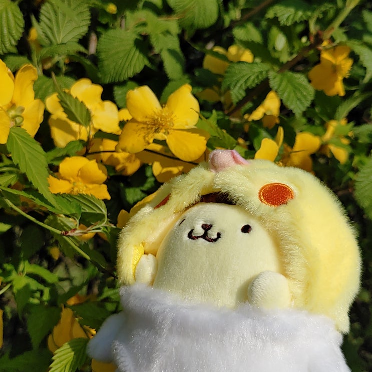 폼폼푸린과 양화한강공원에서 놀기 (2편-꽃과 식물과 수상택시승강장) 폼폼푸린과 양화한강공원에서 놀기 (2편-꽃과 식물과 수상택시승강장)