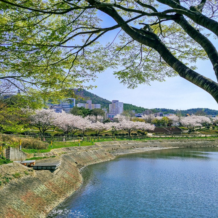 동네 벚꽃 기록(여수 성산공원, 여천-미평역 산책로)