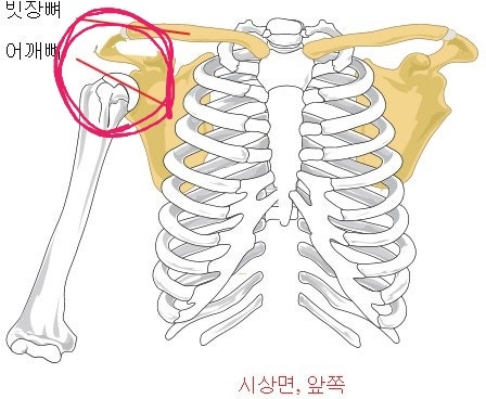  어깨 조심합시다 '충돌증후군' 판정