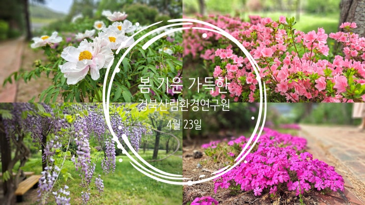  봄기운 가득한 경북산림환경연구원 현재 모습