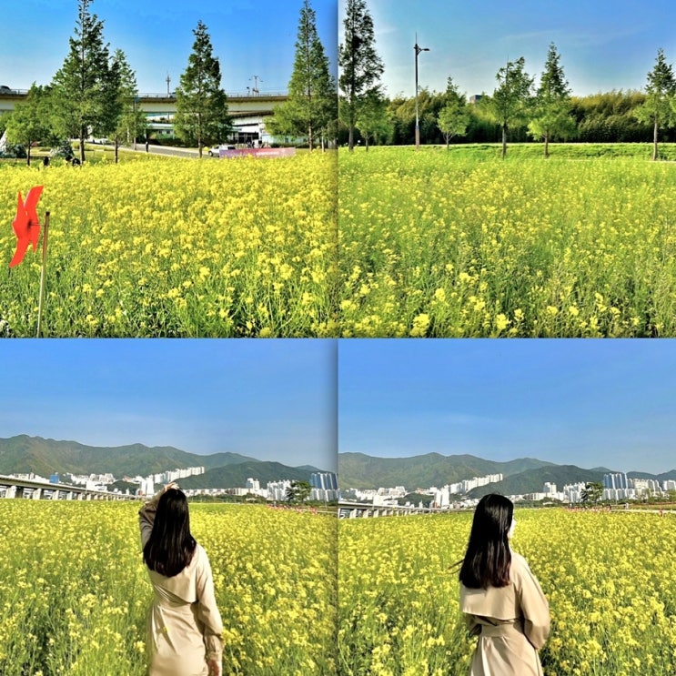 &lt;부산여행/대저생태공원&유채꽃밭&gt; 봄꽃명소 실시간