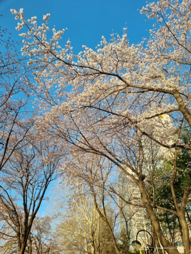 2022년 벚꽃엔딩-석촌호수 & 양재천