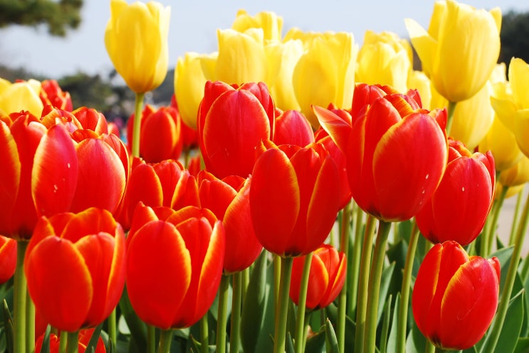  2022세계튤립꽃박람회                 KOREA FLOWER PARK