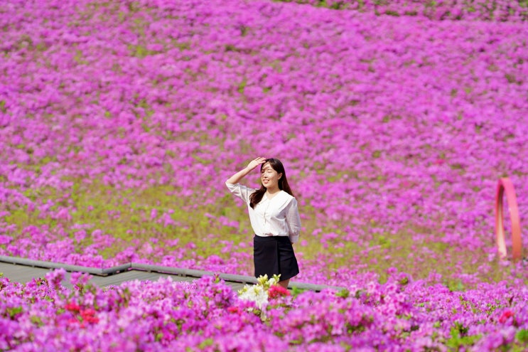  불암산 철쭉동산 주차 꿀팁, 개화 정도 알려드려요! 노원구 불암산 나비정원, 힐링타운 정보