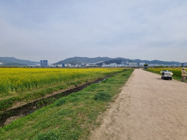  [대저 유채꽃 만개한] 부산 대저생태공원 나들이