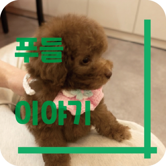  푸들 이야기~