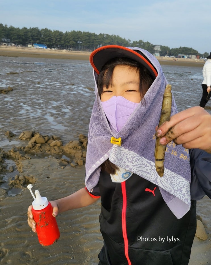 몽산포해수욕장 조개캐기