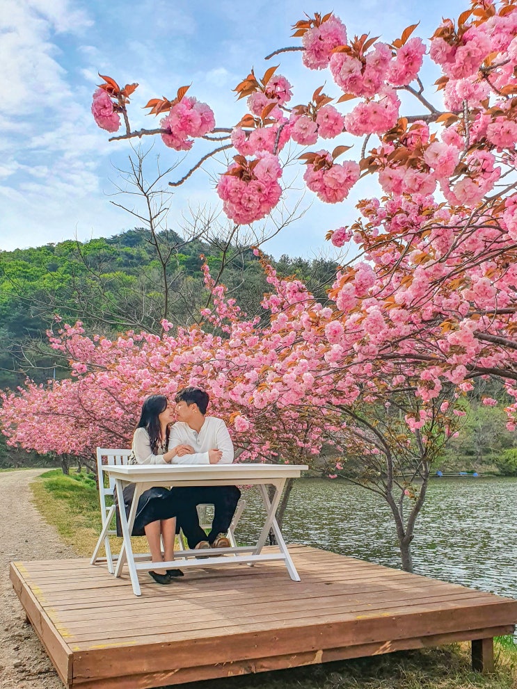  경주 숨은 겹벚꽃 명소 '화랑의 언덕' 포토존 너무 예쁨! (4/23 만개)