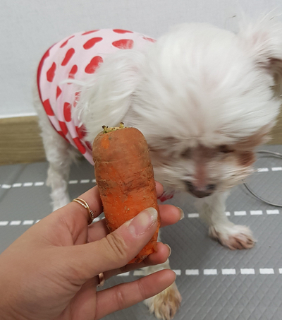  강아지 당근 먹어도 될까요? 효능, 주의점,급여량, 눈건강에 좋은 간식