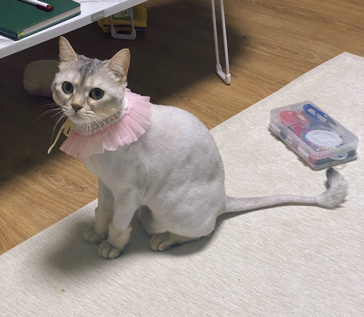 아비니시안 고양이 / 로라의 패션 바꾸기