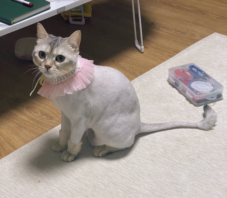  아비니시안 고양이 / 로라의 패션 바꾸기