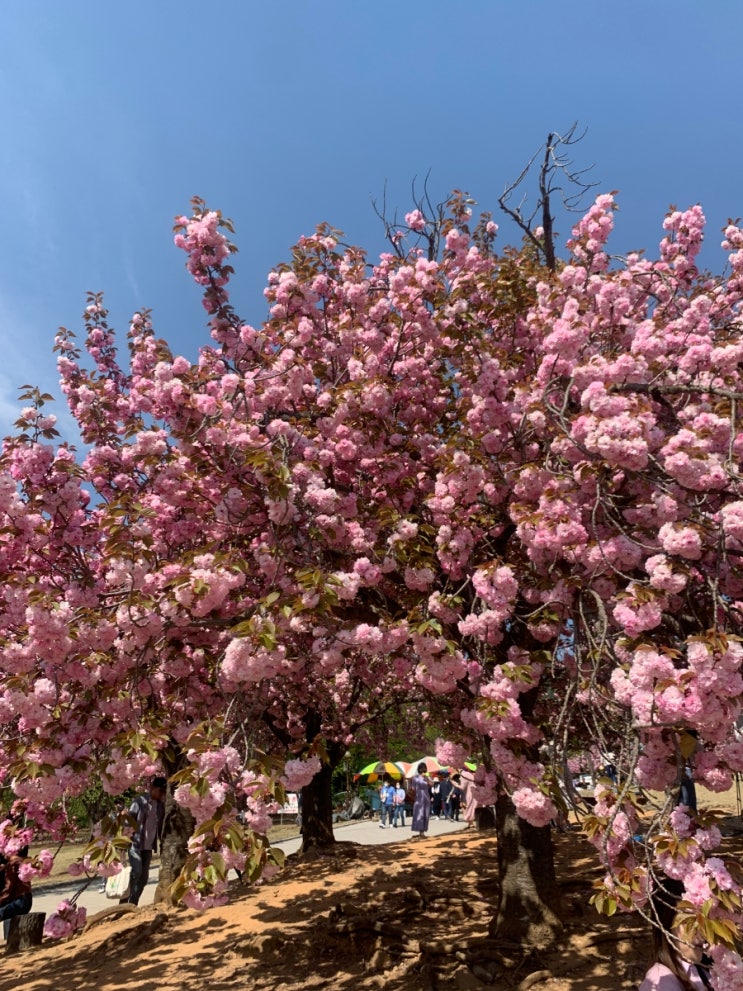  경주 불국사 겹벚꽃