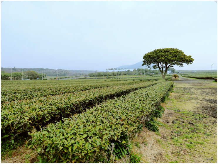  서광다원(aka 오설록 녹차밭)_ 나홀로 제주 여행. 서귀포 대규모 차 생산지