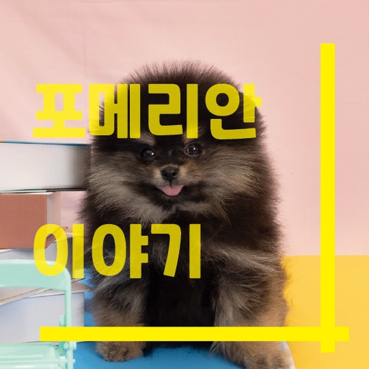  포메라니안 이야기~