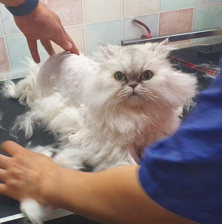 [고양이미용] 목동 고양이 강아지 미용 목욕