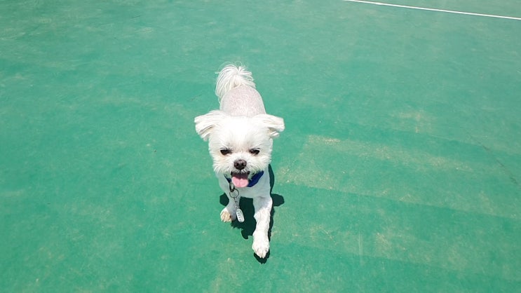  4/17~21 구찌와눈누일상 안양천 산채기