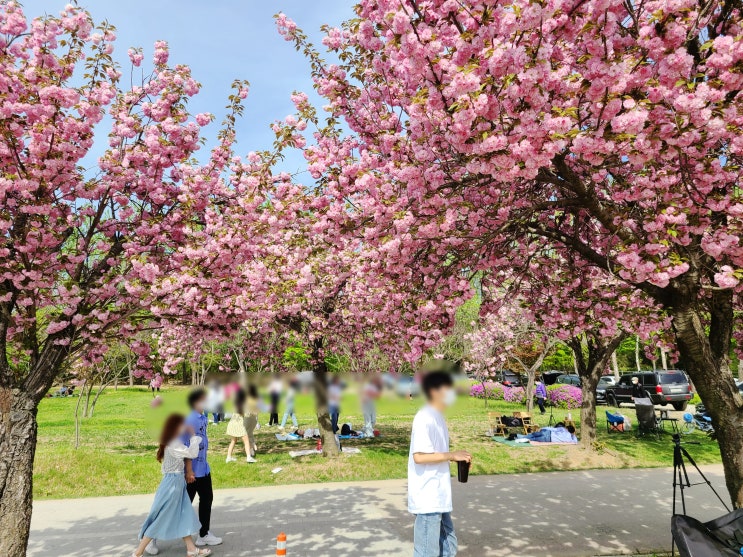  경기도 하남) 서울근교 겹벚꽃명소 하남 미사경정공원 겹벚꽃, 미사조정경정공원 겹벚꽃보고 차크닉까지 즐기기