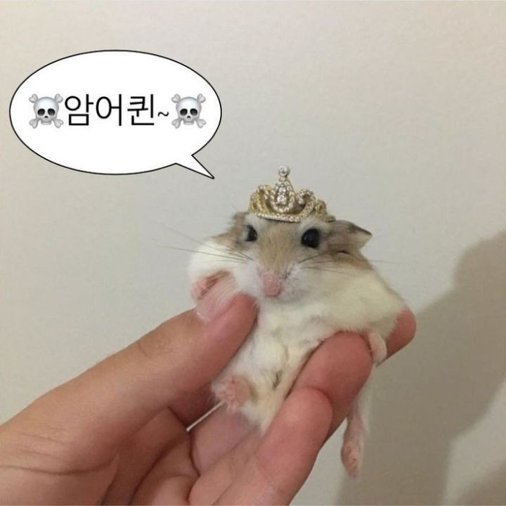  삿포로 라멘/ 달고나 만들기/마이멜로디 네일/ 캐리커쳐 행사 연습/ 가일펌 파마 / 일상