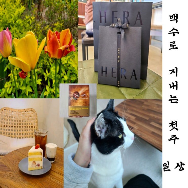  열심히 놀고 쉬었던 백조의 첫 주 일상(feat.반전)