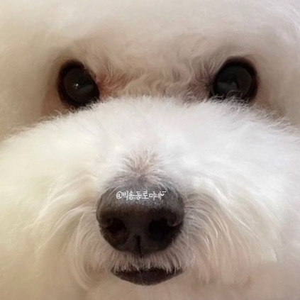  강아지 입술색이 변하고 있다면 건강 이상 신호?