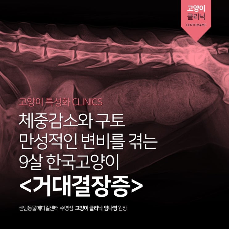  체중감소와 구토, 만성적인 변비 <고양이 거대결장증> (부산 고양이 전문진료 동물병원, 센텀동물메디컬센터 수영점)