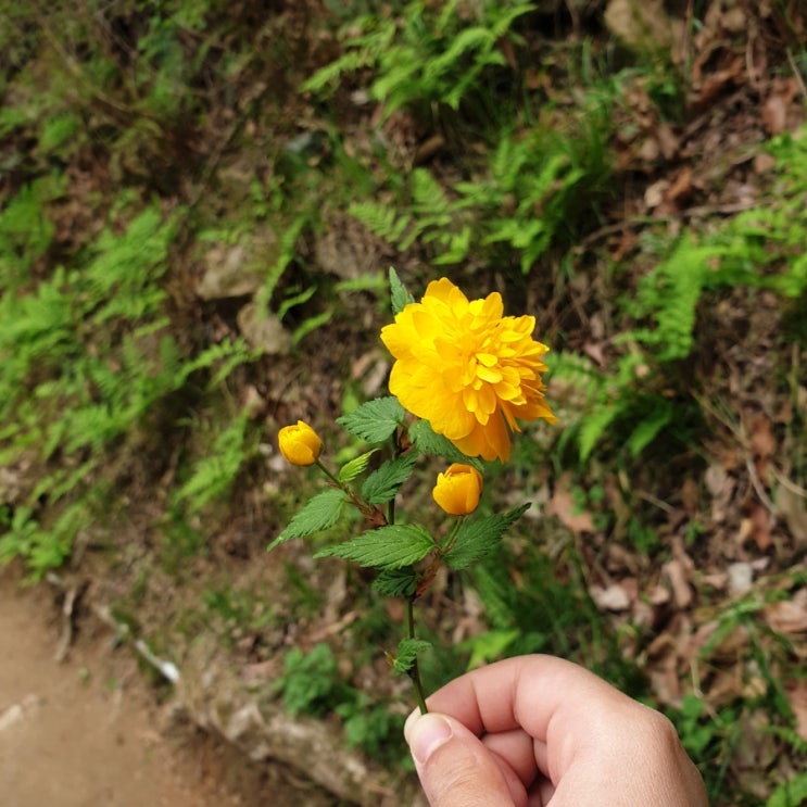  봄의 끝자락 아이와 엄광산 봄나들이