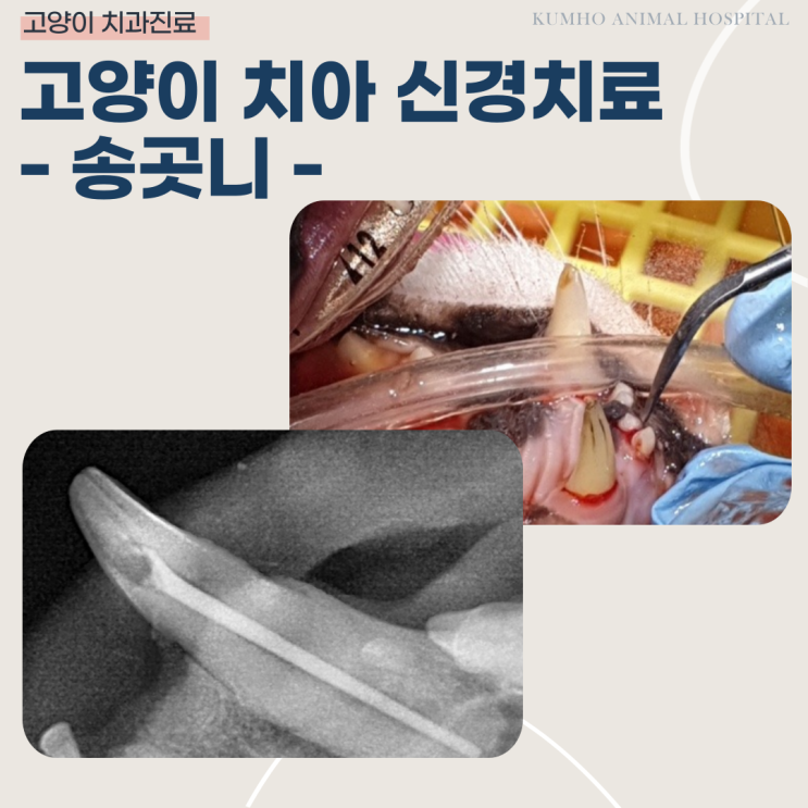  광주 고양이 치과 - 고양이 송곳니가 부러졌을 땐 어떻게 해야 하나요? [광주 치과 동물병원, 고양이 신경치료, 고양이 송곳니 파절, 고양이 송곳니 신경치료]