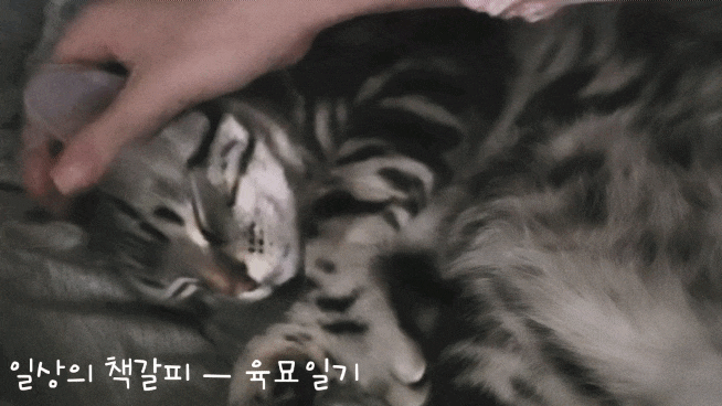 <2인2묘 라이프> 2022. 4. 20.~24. 고양이 살려!! 목욕은 싫어요ㅠㅠ