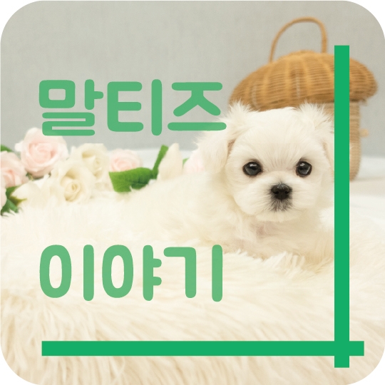  하얗게 매력덩어리 말티즈 이야기~