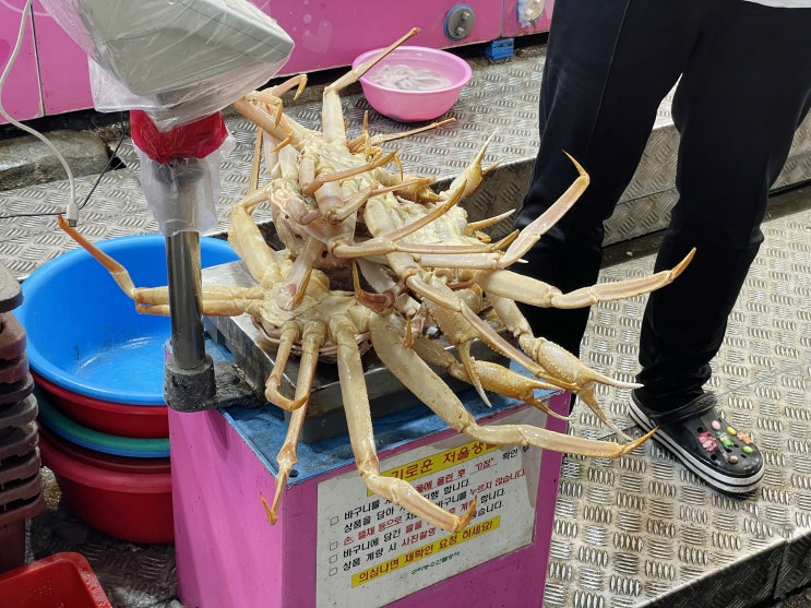 [사랑수산] 구리수산시장 수협구리공판장 대게맛집 사랑수산(+공룡횟집)