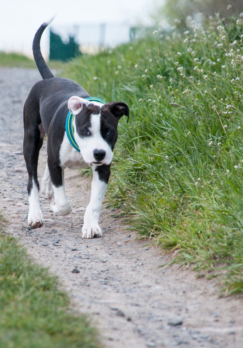 아메리칸 스태퍼드셔 테리어 1편...기본정보 포토 성격 맹견 중형견 종류 입마개 개물림 암스태프 : 네이버 블로그, image size:800x1144