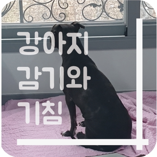  강아지 기침과 감기