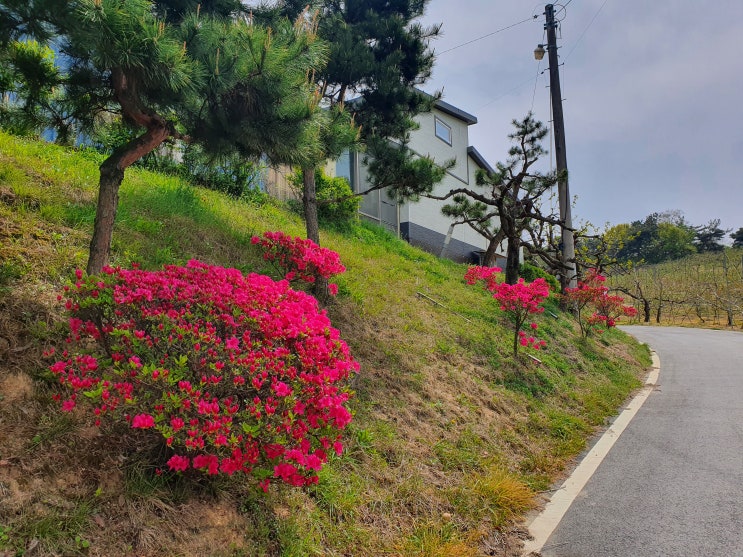  올 한해 수확을 준비하는 농장의 모습, 알바니아산 오크라 파종 [세종 조치원 복숭아 과수원 - 고개 농원]