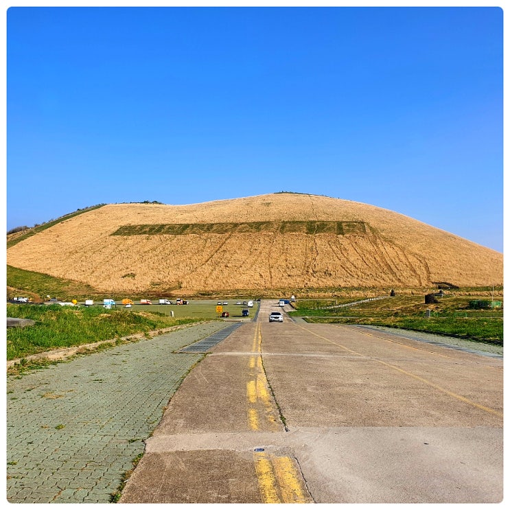  여자혼자 제주도 나홀로여행 새별오름 나홀로나무