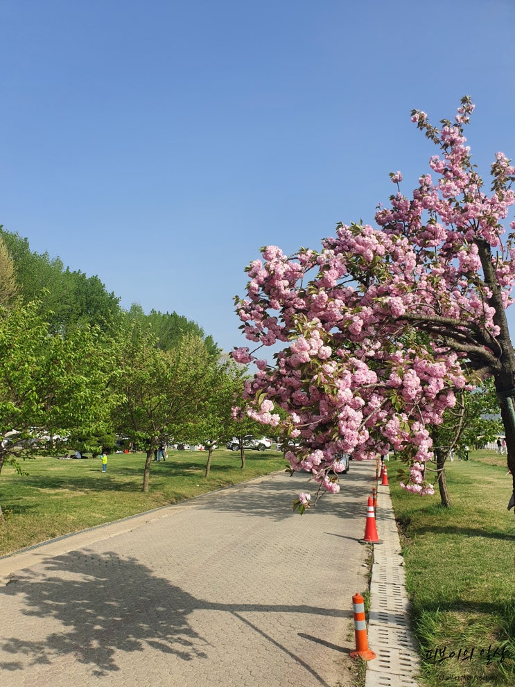 서울근교 하남 데이트코스 가볼만한곳 미사경정공원 겹벚꽃명소 (2022.04.24)