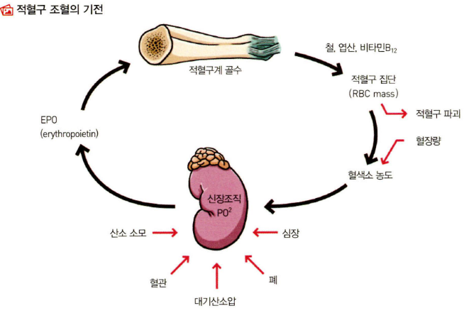 빈혈(적혈구, RBC) 교정