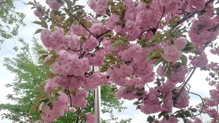 [일상기록] 수원 신동수변공원 ! 겹벚꽃과 함께 봄날씨를 제대로 (22.04.21기준 풍경)