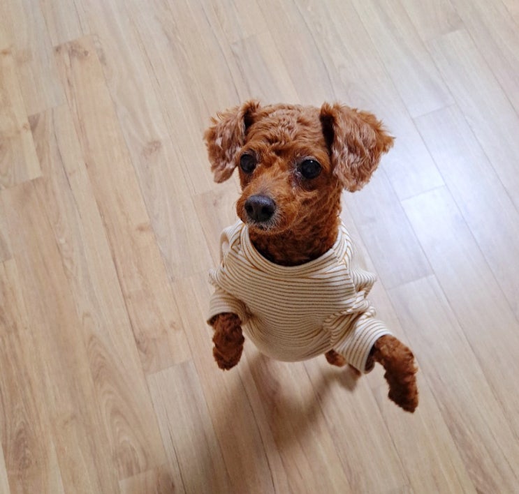  멍꽃 포켓단가라 강아지티셔츠