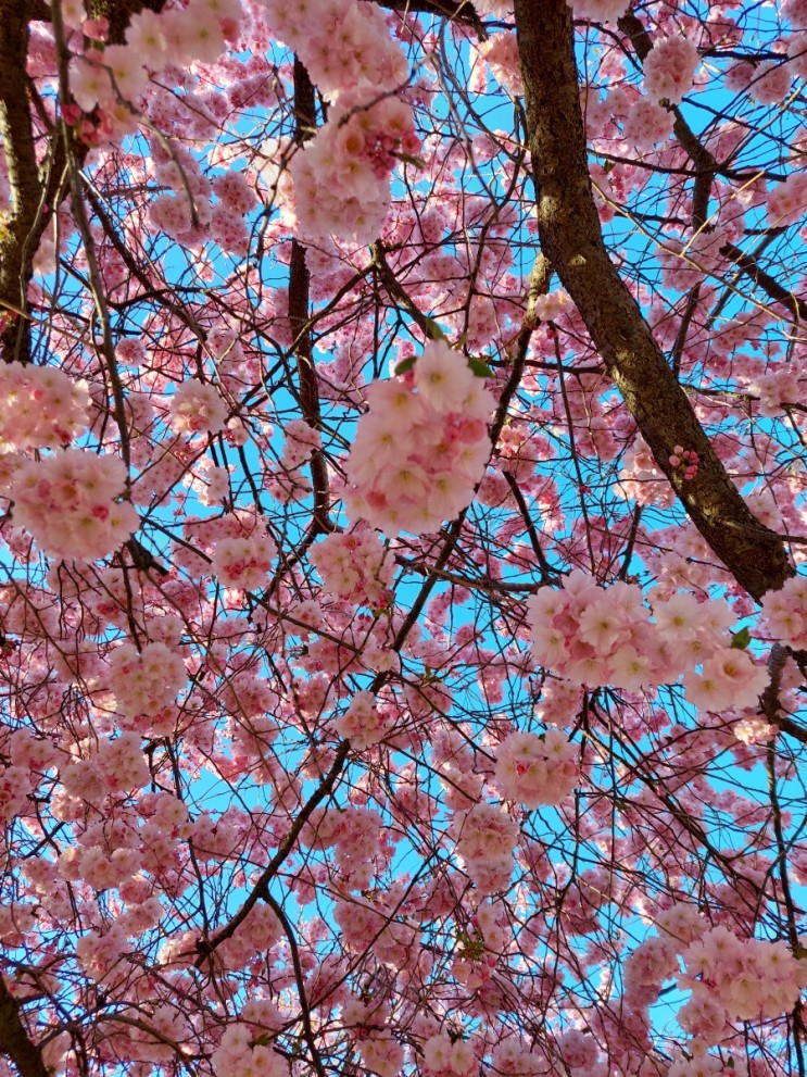 스톡홀름에도 벚꽃이 폈다.