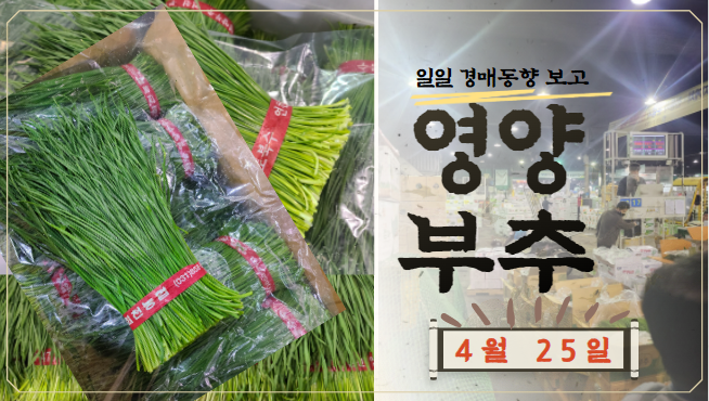  [경매사 일일보고] 가락시장 4월 25일자 "영양부추" 경매동향을 살펴보겠습니다!