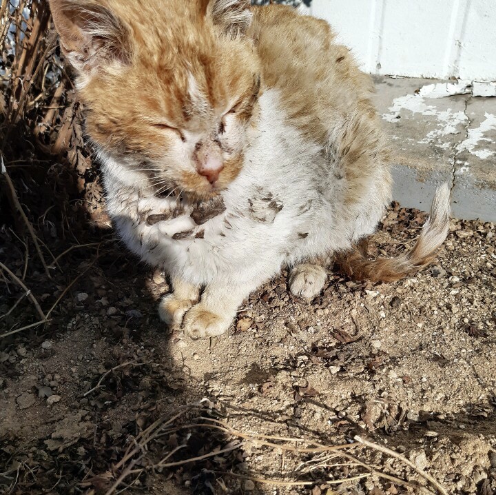 냥줍, 아픈 길고양이 데려오기. 길냥이 쌀이 입양이야기