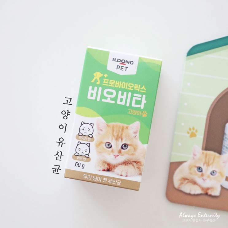  새끼 고양이 변비, 설사? 우리 냥이 첫 유산균 비오비타 펫! (생후 8주 차)