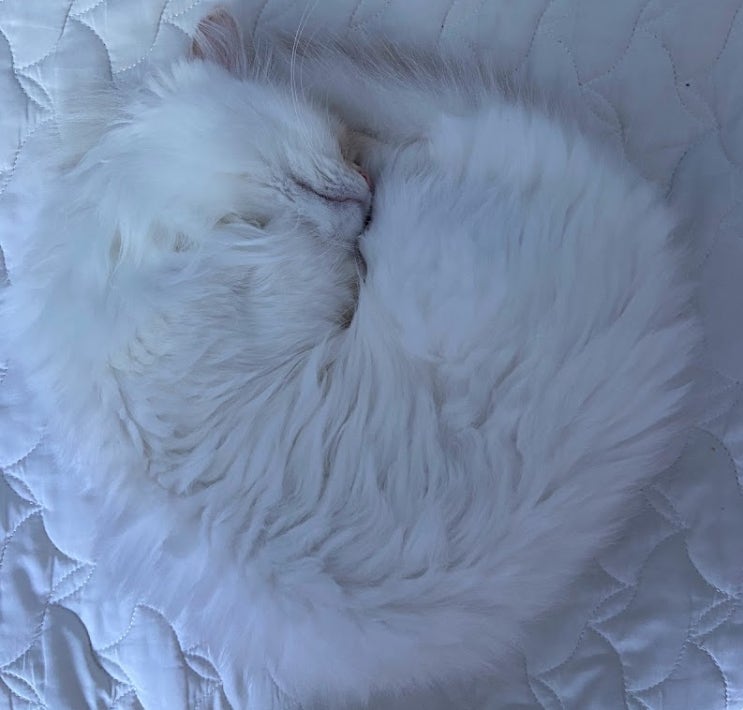 "눈가리고 자는 고양이 춘삼이"의 속마음 (고양이의 4가지 수면자세와 속마음 해석하는 집사)