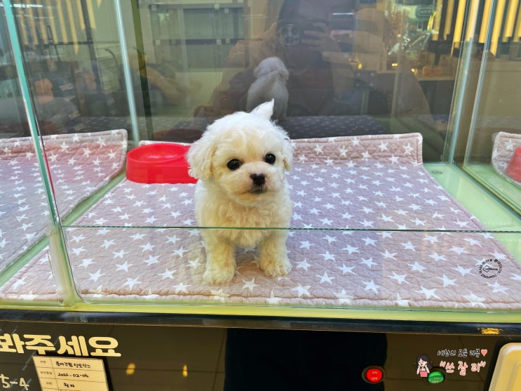  대구애견분양 아이러브독 대구점 다녀왔어요